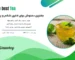 Blog The best Tea
